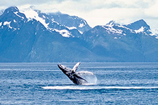 Juneau's waters are a hotspot for humpback whales